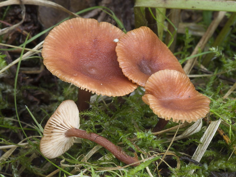 Lactarius omphaliformis